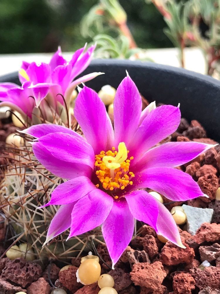 几种花适合养,花期长易打理,花色鲜艳,适合种在庭院观赏