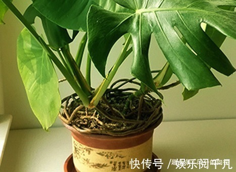 平安树|居家最适合养护的三种绿植,既上档次又招财,好养又耐活