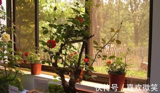 养殖花中皇后月季，盆栽做到4点，花朵个大色艳、数量多