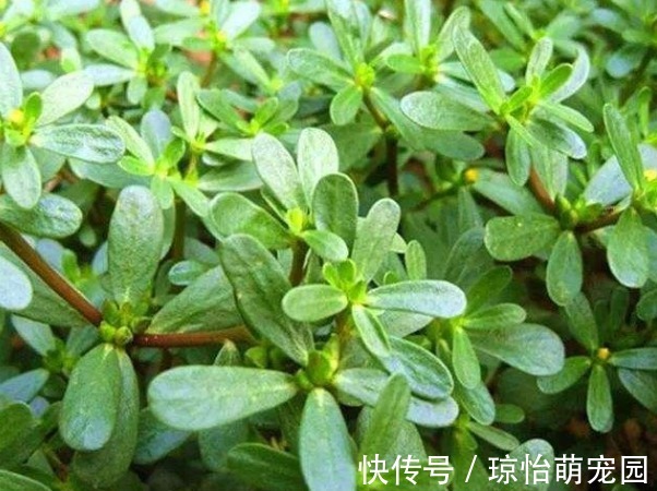 患处|马齿苋捣烂外敷在脸上、身上,能治多种难缠疾病,用过的都说不错