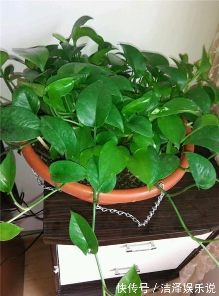 植株|家庭养花如何浇水注意3个“细节”,根系壮,开花多,植株旺