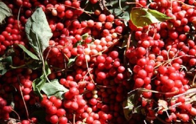 五味子茶|很有营养的3种食物,值得天天吃一些,美容养颜,身体棒棒哒!