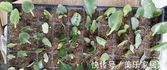 长寿花这样剪,插花盆里30天后,阳台装不下