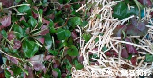 代茶饮|鱼腥草对人体究竟有什么作用呢?这里告诉你答案!