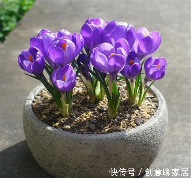 插土就能活!大半个月不用浇水,繁殖掐枝就能活,适合懒人