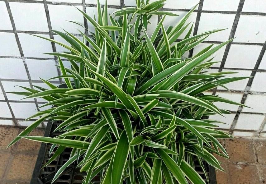 这种自制高氮肥，用好了，比淘米水、啤酒水效果好得多