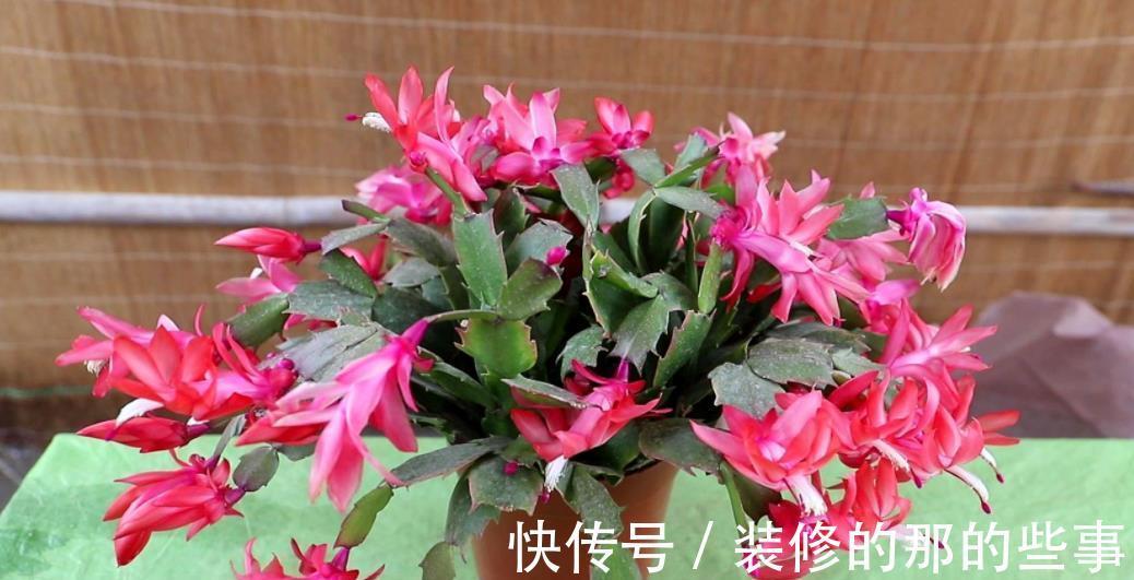 天竺葵|4种漂亮花,现在养一盆正当时,秋凉早开花,适合新手