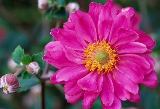 喜欢养花，不如养盆野棉花，花开娇艳可爱，花姿优雅