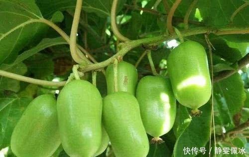 养花|阳台别只养花，种一棵果树，“落土”就生根，果子香甜可口