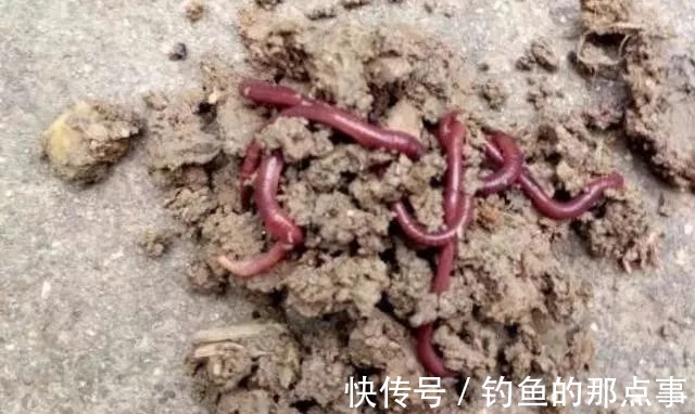 悄悄跟你说,蚯蚓钓鱼大有讲究,唯独这四个用法最关键,别外传