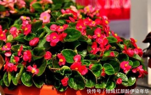 你丢掉的垃圾,我用来养花,一分钱不花,绿萝君子兰长得绿油油!