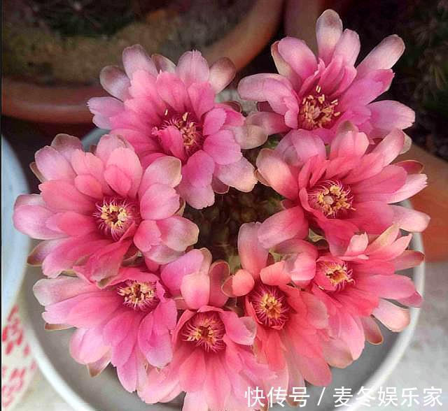 光照|仙人球中的“劳模”绯花玉,满足3个“小条件”,次次开花十几朵