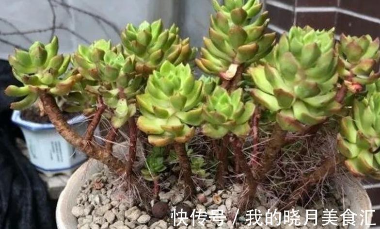 多肉蒂亚,从买回家到现在,叶子一直绿得像盘菜,该怎么办?