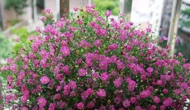 阳台养这几朵花,花期长,花色艳丽,开成花海,邻居都羡慕