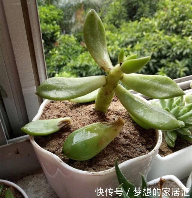 光照|多肉徒长咋处理？分2种情况，根据徒长情况，要么撸叶子要么砍头