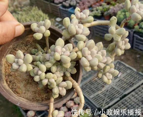 新手养花通病羡慕别人家牢记2个小常识,居家盆栽少犯错