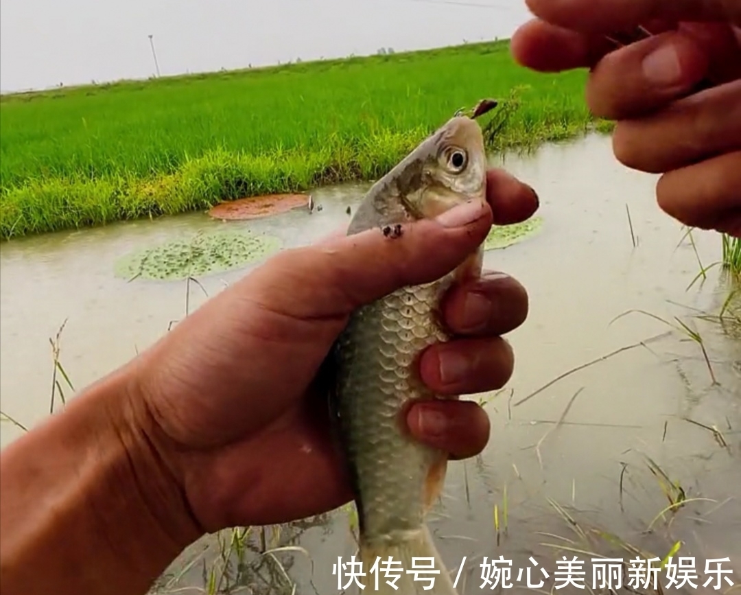 小伟|谁说钓鱼要装备好!我用的是竹竿钓鱼,还不是一样的上鱼了!