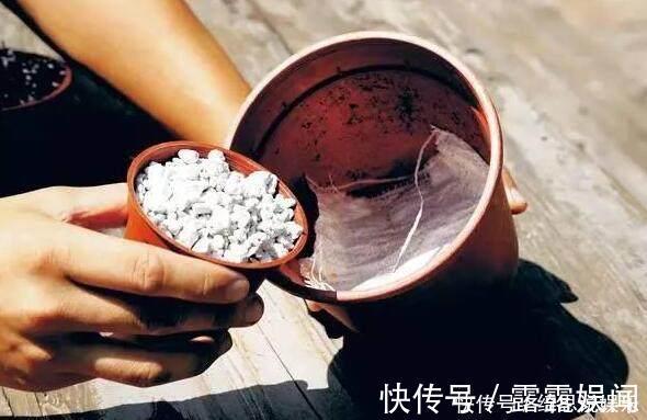 养花|养花换盆换一盆死一棵教你一招，换盆依然长势旺盛猛开花！