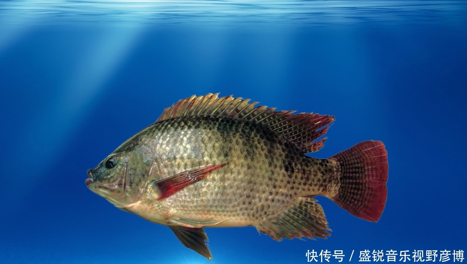 鱼类|怎样才能成为钓鱼高手？成为真正的钓鱼高手需要的四个步骤