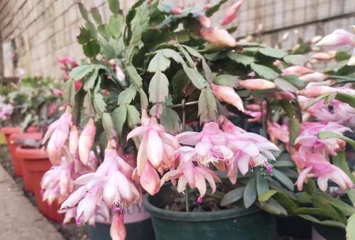  蟹爪|蟹爪兰叶片又干又瘪怎么办？教你几招，叶片快恢复，花色娇艳