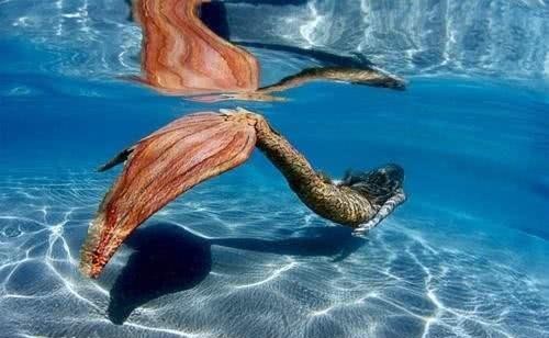 秦始皇|据史记记载,秦始皇真的杀了美人鱼吗?谜团终于揭开了