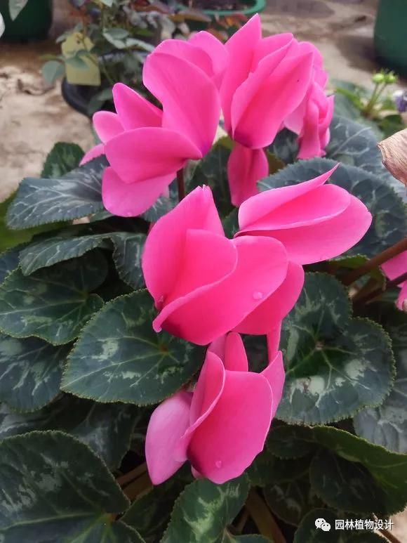 这8种室内花卉盆栽,春节就能开花!