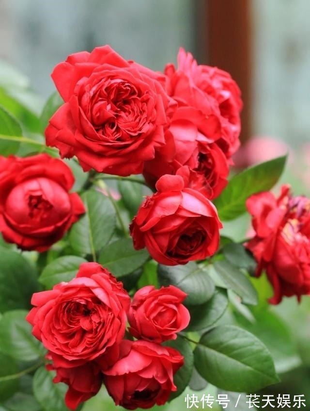 超级耐热月季花,花形硕大艳红,暴晒更艳更旺盛,四季开花易爆盆