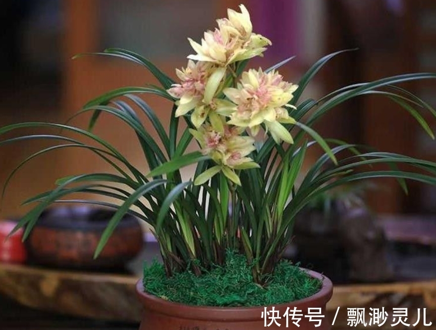 养兰花的“小妙招”,年后做好这“2步”,新芽才能翻倍长!