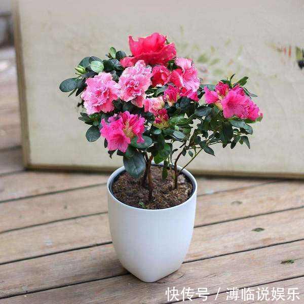 茂密|这几种花入秋就别动了,剪错地方花芽全掉了,明年开花都成问题