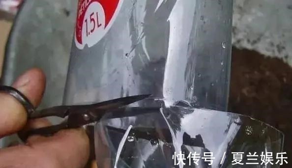 捡回7个塑料瓶,养成空中菜园,变废为宝,吃上绿色蔬菜