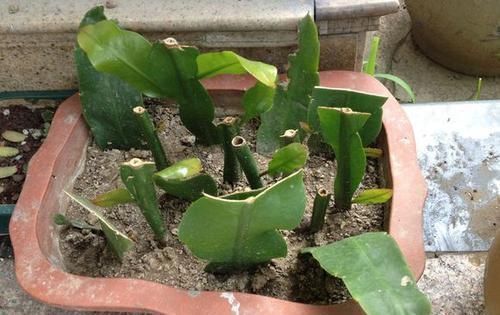 扦插|3种花不用买,叶子丢花盆里,嗖嗖长白根,1盆变10盆