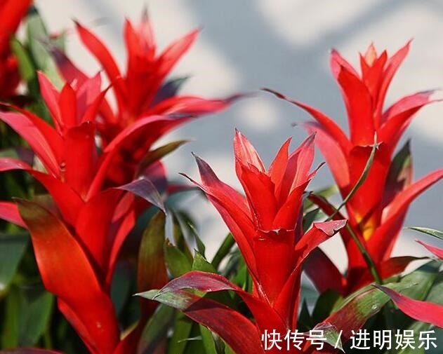 喜欢养菊花,不如养一盆“火炬花”,花色犹如燃烧火把,红火鲜艳