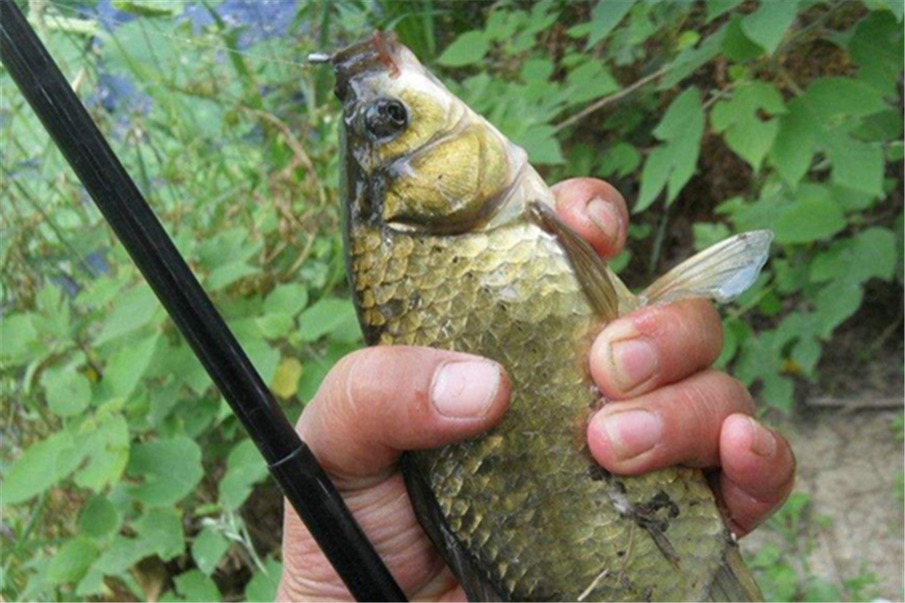 蚯蚓被钓鱼人称为万能饵,直接使用只是初级版,加强版你会用吗