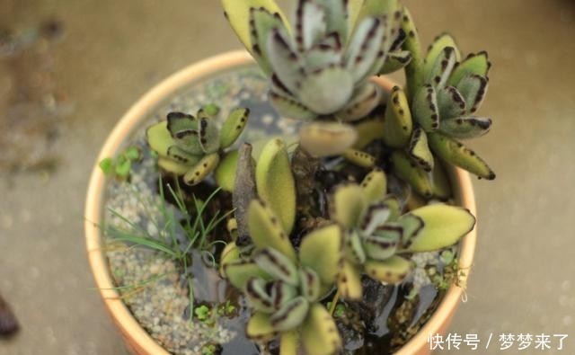 八年|一颗八年没换过盆的月兔耳