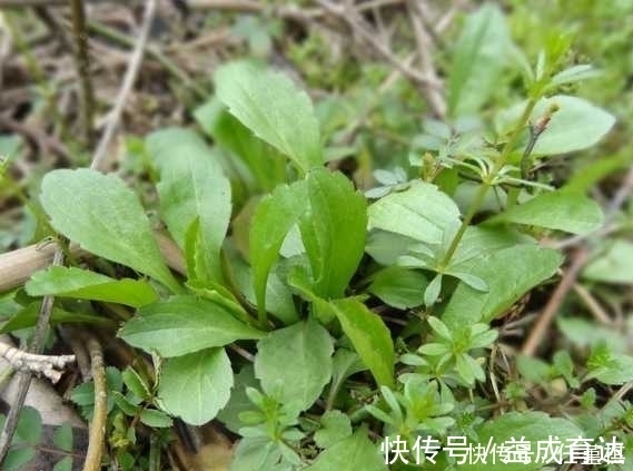 野花野草|农村路边的一种野菜,看着一点不起眼,但味道是很好吃的