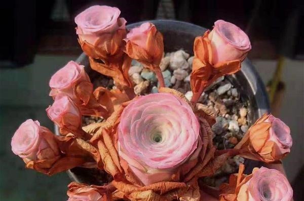 公认比“玫瑰花”漂亮的7种多肉,山地玫瑰落榜,这3种得票最高