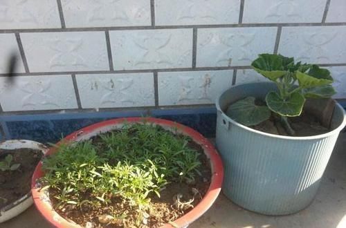 养花|除了花盆之外，这些东西也是绝佳的养花神器，你用过吗？