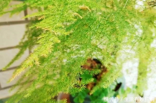 10种花,春天不能晒,躲屋里最安全!10种花,春天不能晒,躲屋里最安全!