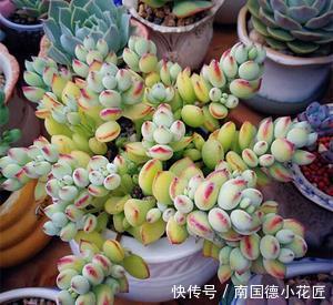5种多肉,皮实又好养,长出状态美美哒,适合新手!