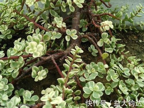 新手|3种“零差评”的多肉植物,新手、老手都喜欢,养成老桩更好看