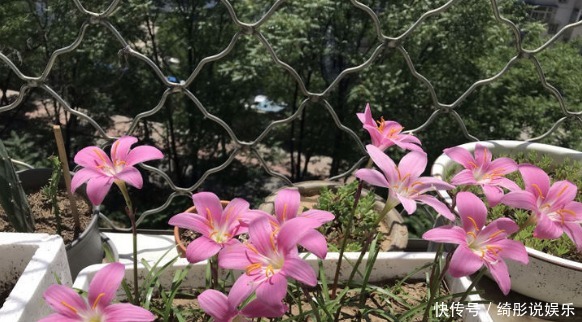 珍稀|淡雅别致,花枝繁茂,珍稀月季康斯坦斯普赖,是养花之首选