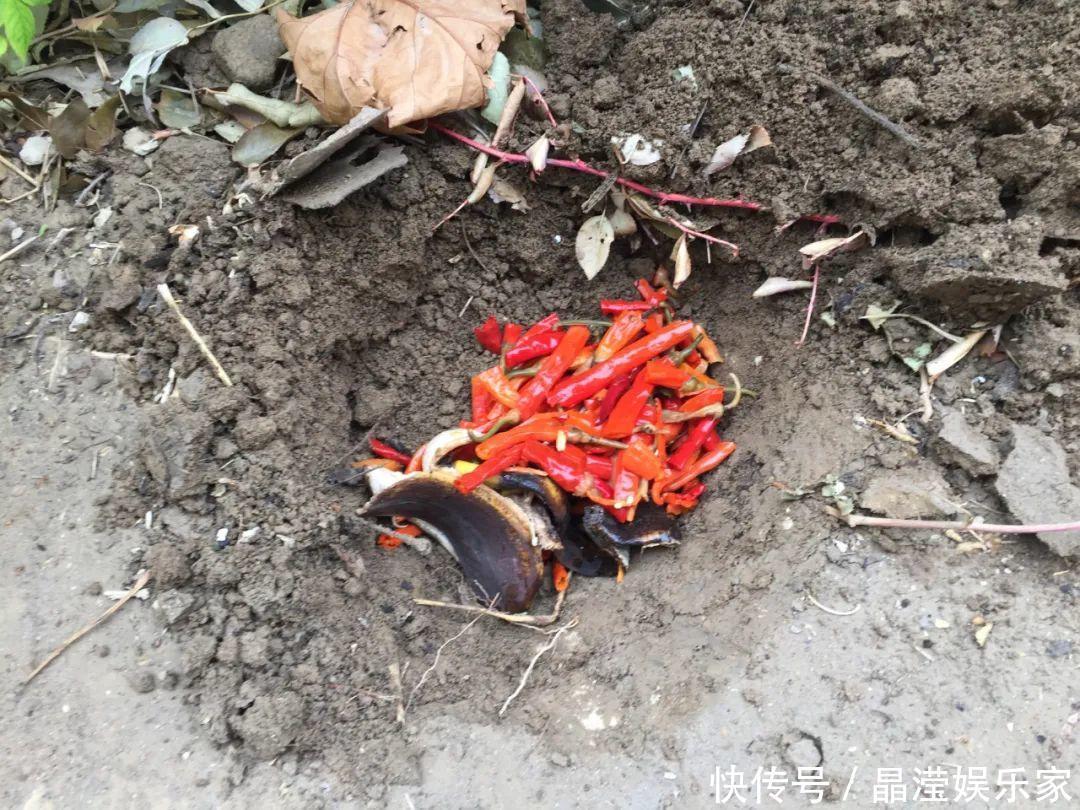 白粉病|给花喷点杀菌水，虫子全杀死，杀菌消毒叶子绿