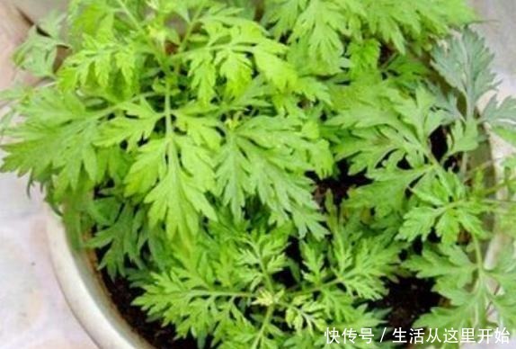 这“3种”植物,别嫌它“丑”,家里养1盆,能省不少“医药费”!