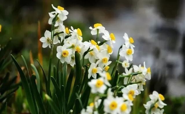 要养|这种花,要养死很难,都是抱怨它长太快了!