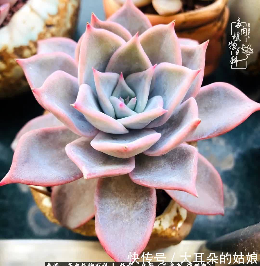 春风化雨,润物无声,爱上多肉,欲罢不能!