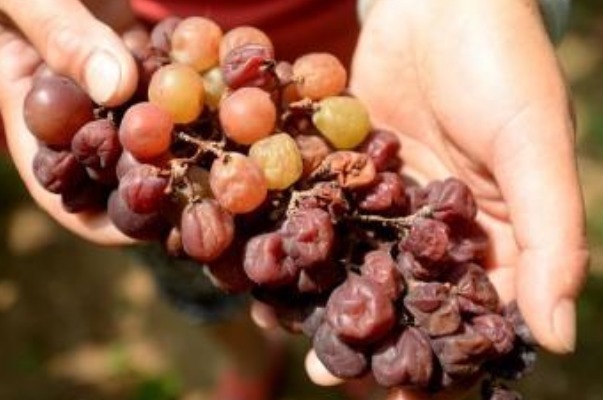 化学物质|少给孩子吃4种水果,可能含有大量的甲醛,多吃还容易患白血病