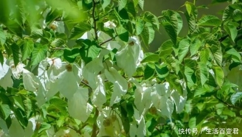 珙桐花 去年飞走的“小白鸽”,又回来啦!