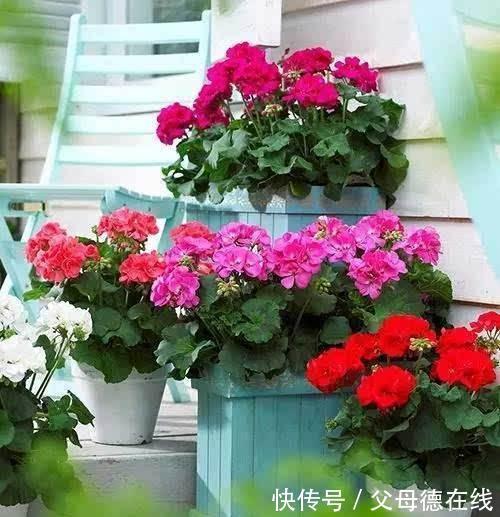 如果家里只能养一种花,那就是它,花开四季,花多爆盆