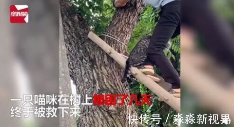 |又可怜又搞笑!猫咪被救时紧抱救援人小腿