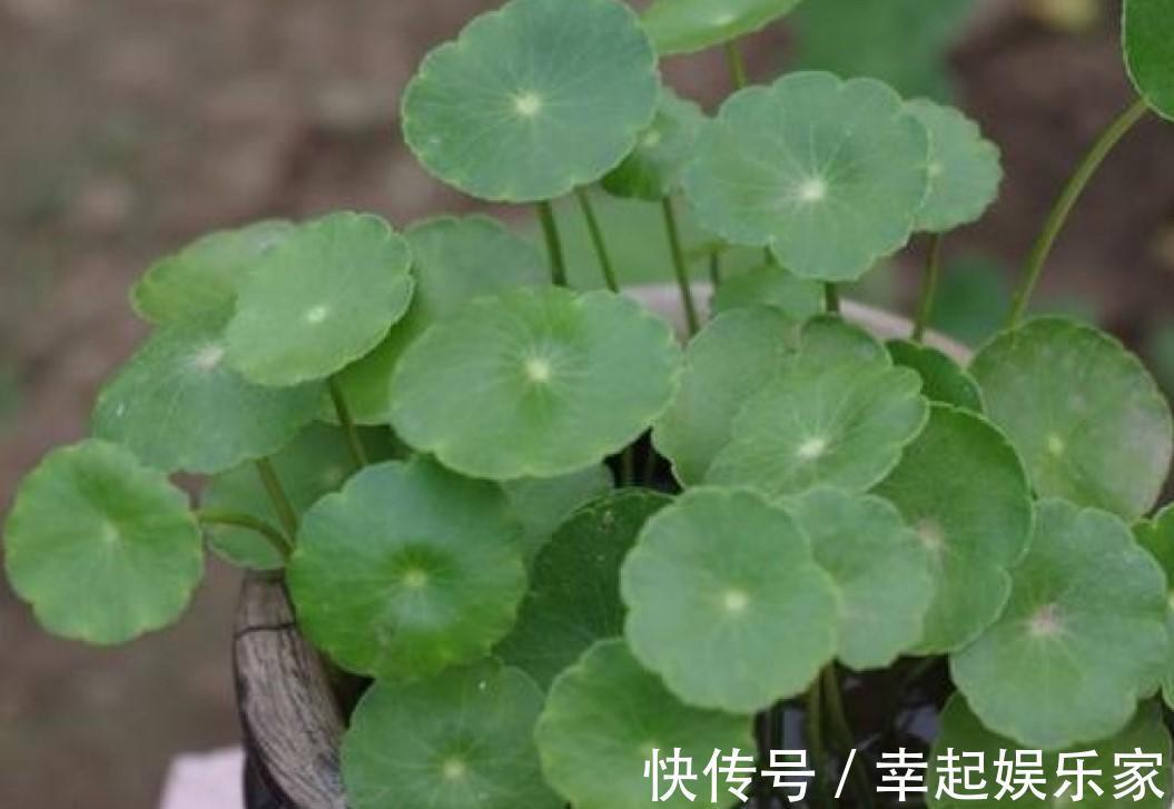 养草杀手都养不死的铜钱草，随手就能养好，分分钟霸满一池塘！